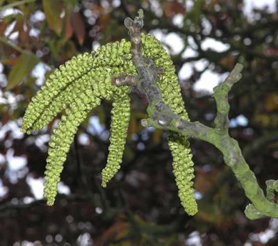 Juglans regia